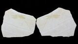 Fossil Dragonfly (Pos/Neg Pair) - Solnhofen Limestone #63374-1